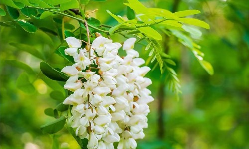 腰疼宁胶囊和甲钴胺片能同服吗-腰疼宁、腰疼宁 -腰疼宁的价格是多少网